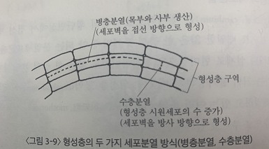출처 : 수목생리학 (이경준 지음)