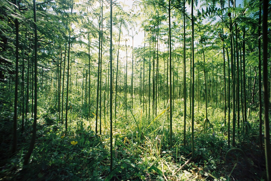 Bamboo