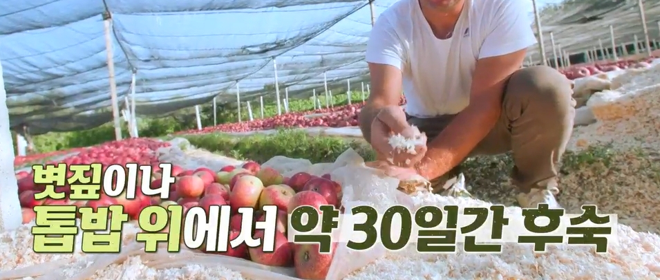 아누카사과 분말