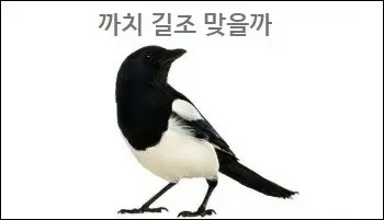 까치 길조 맞을까