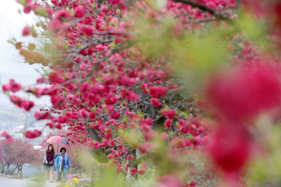 금산 홍도마을 제 14화 축제 기본일정과 특징 소개 