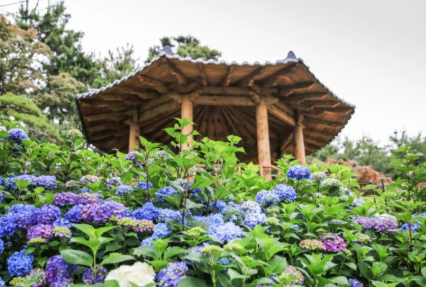 충청권 수국 명소 추천 7곳&amp;#44; 지금 안 가면 손해! 여름 꽃 여행지