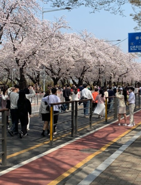 여의도벚꽃축제