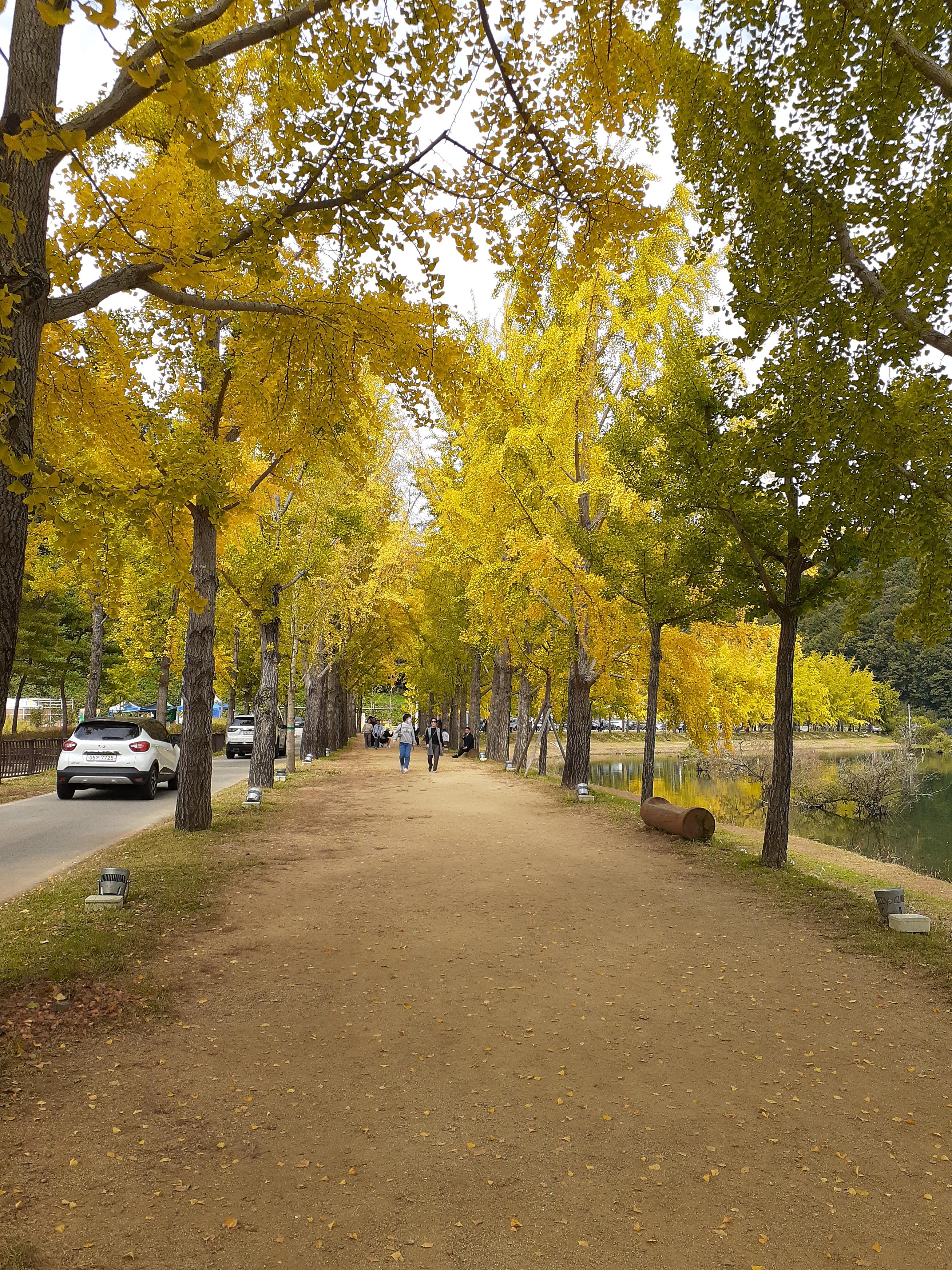 문광저수지단풍