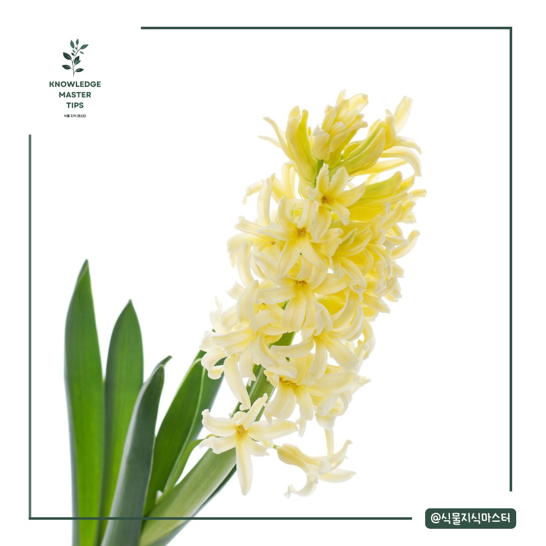 노란 히아신스 꽃말
