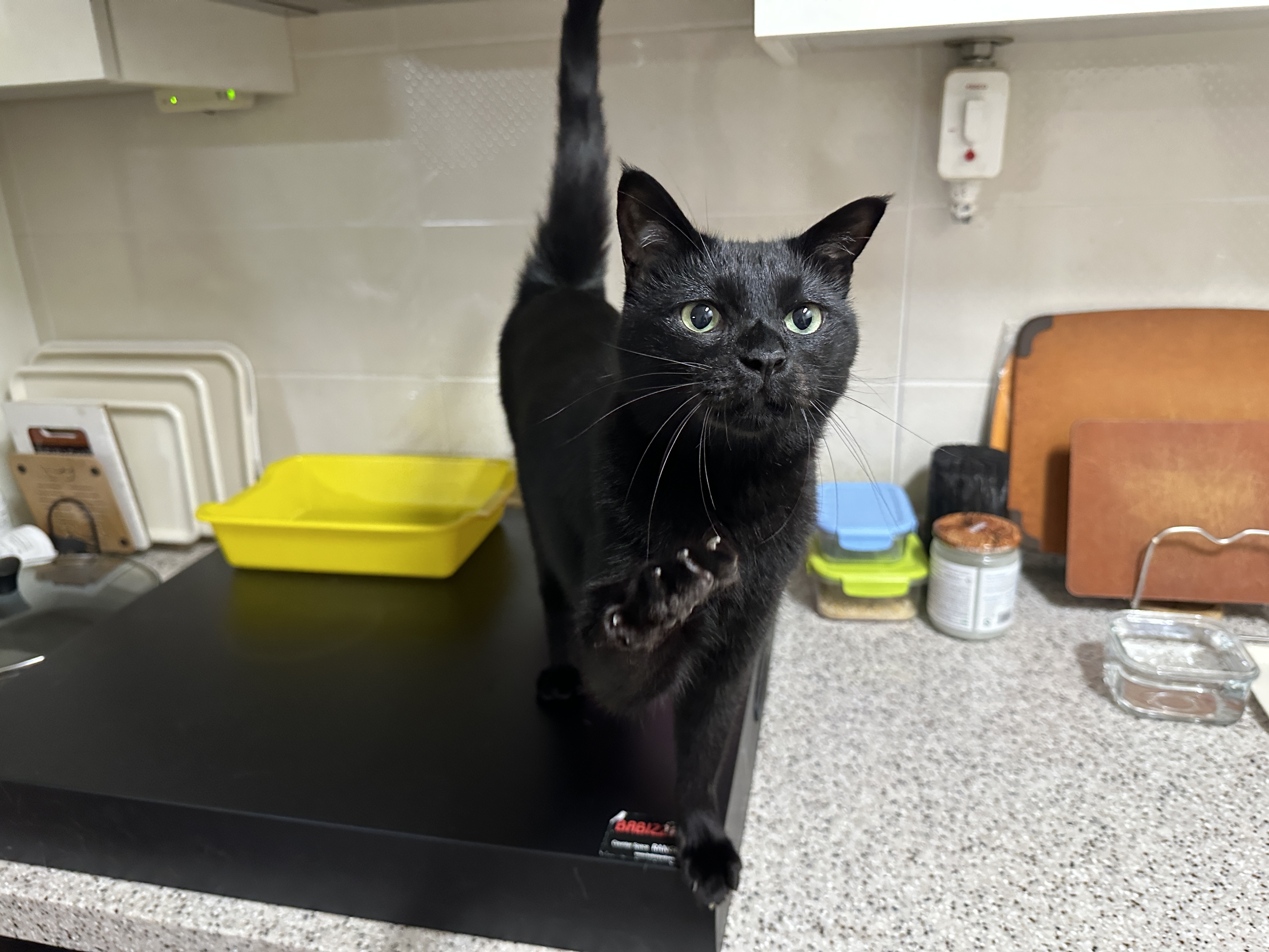 멋지고 이쁘고 사랑스럽고 애교 많고 귀여운 건이 (feat. 정색하는 건이)