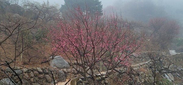 매화축제