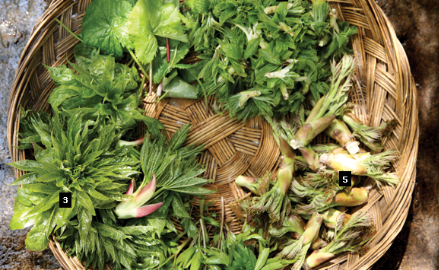 4월, 봄 식탁을 풍성하게 채울 제철 나물 3가지: 쑥, 냉이, 달래 예찬