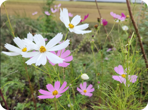 가을길에 물든 코스모스의 노래 -김해 마찰수로 뚝에 핀