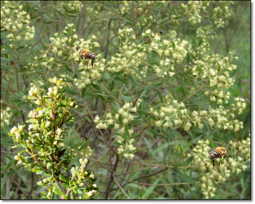 브라질그린프로폴리스 유래