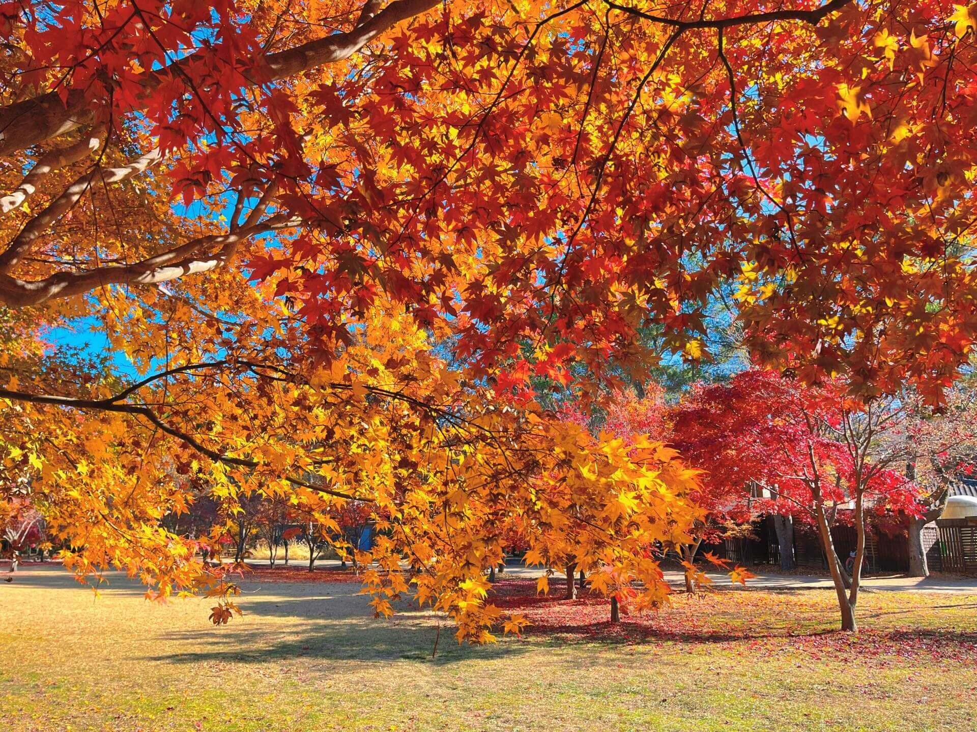 남이섬-단풍-사진
