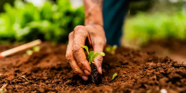 산성화된 토양 복원 기술: 지속 가능한 환경 회복의 열쇠