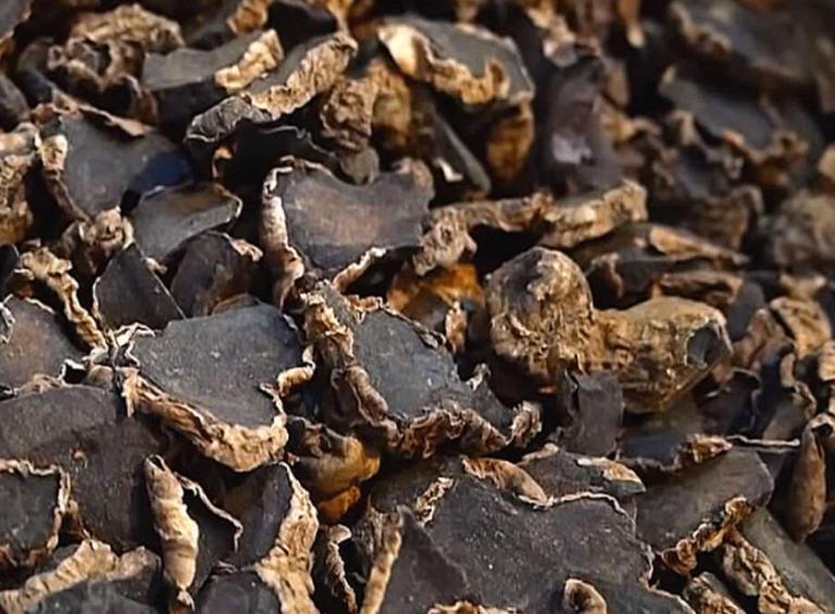 2025년 파비플로라 효능과 부작용3