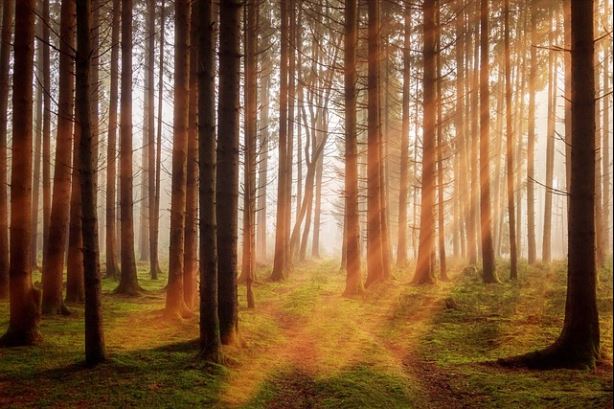 기초연금 자격 및 금액