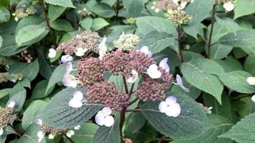 산수국-종류-생태적-특성-참꽃-헛꽃