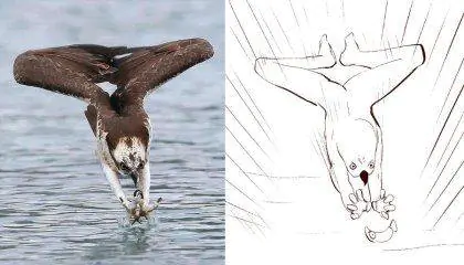 물수리 먹이잡이