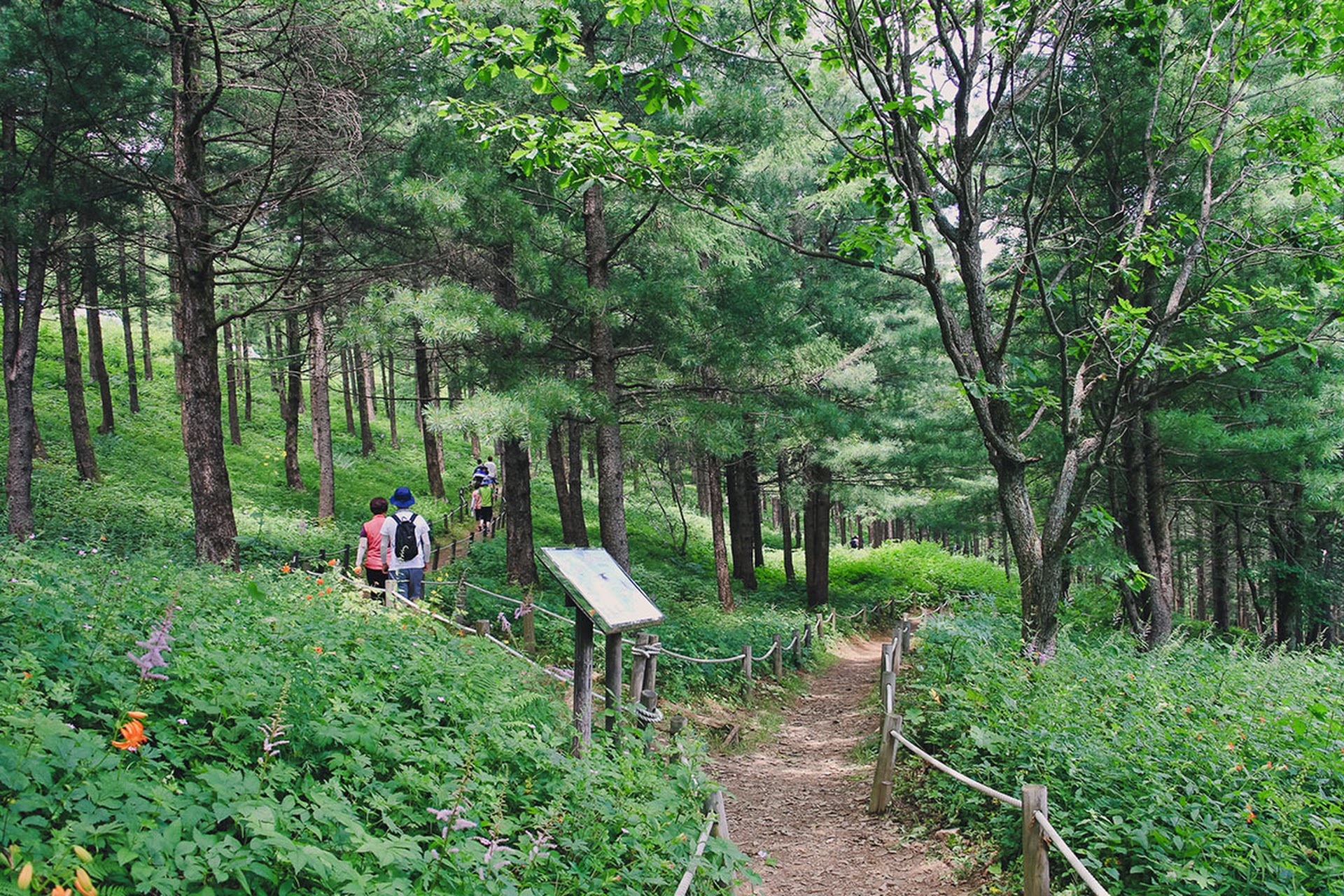 만항재1