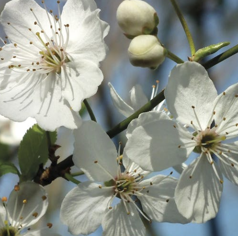 25년 벚꽃 개화시기 전국 일정