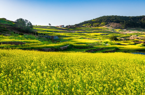 완도 청산도 사진