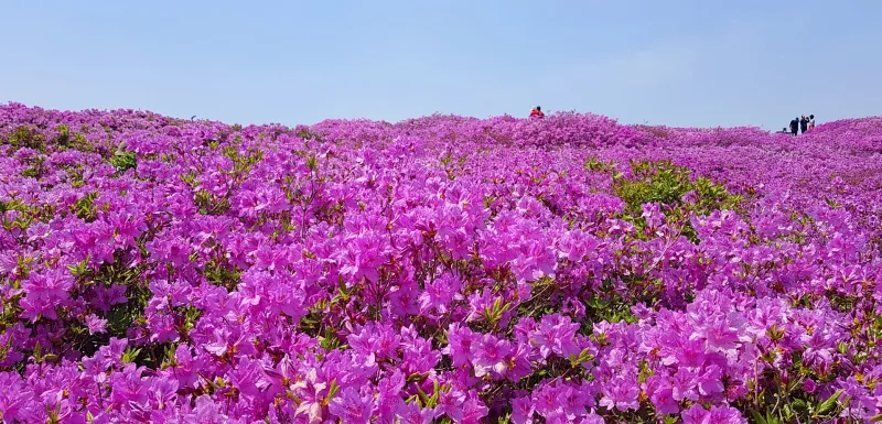 합천 황매산 철쭉