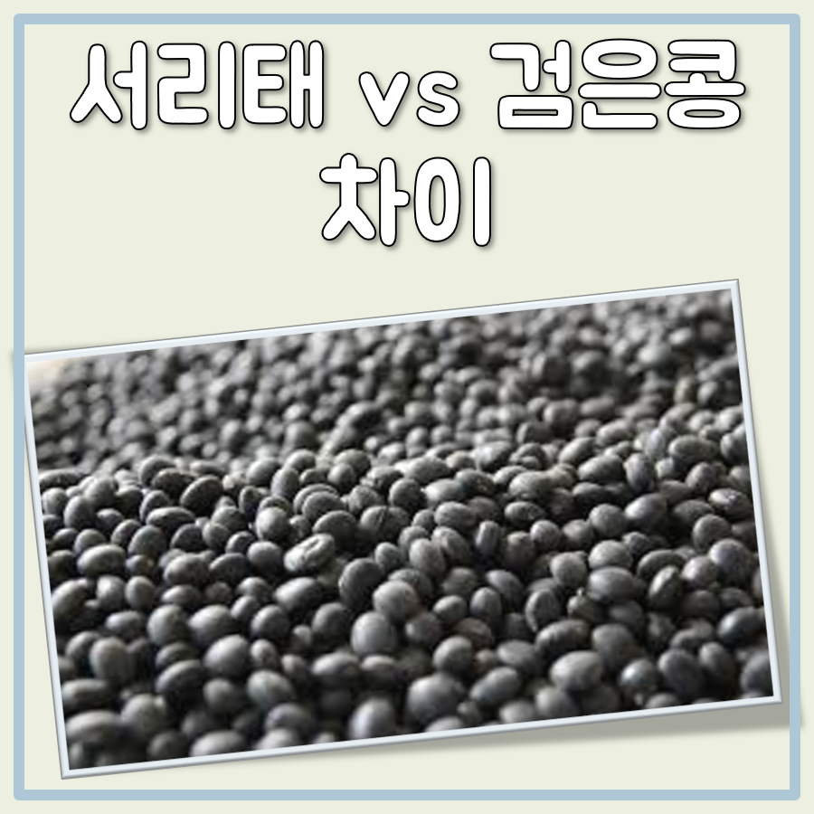 서리태 검은콩 차이 대표 이미지