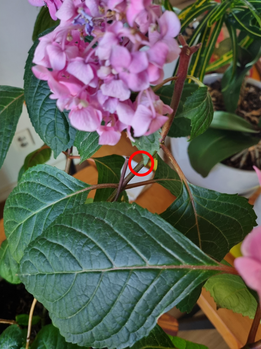 시들기 시작한 나머지 꽃봉우리