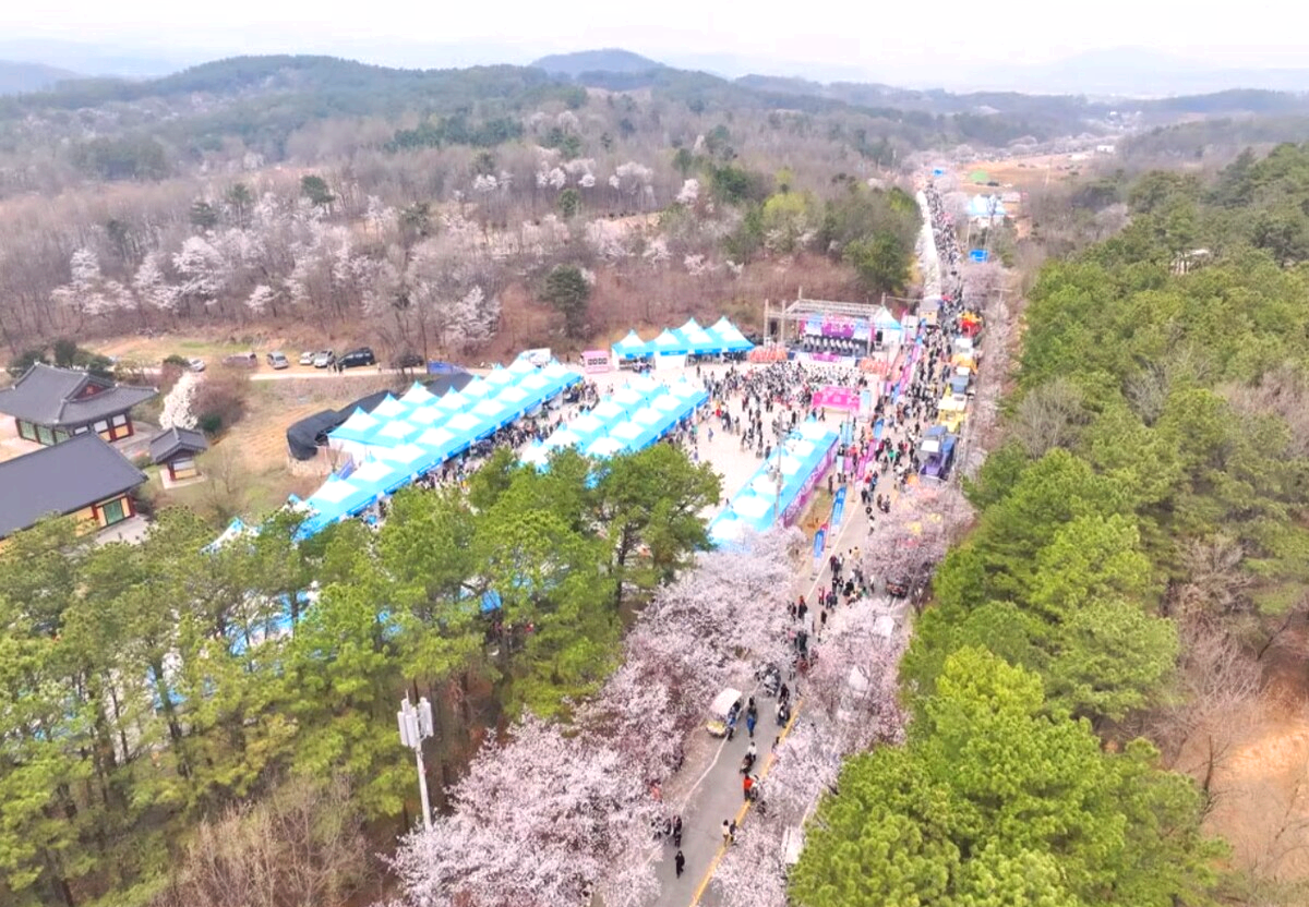 여주 흥천 남한강 벚꽃축제