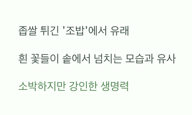 '조밥'을 닮은 꽃, 이름의 비밀