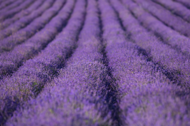 정읍 허브원 라벤더 축제