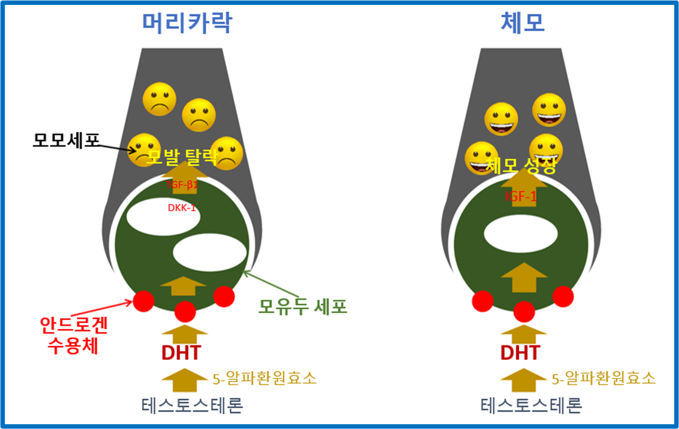 IGF-1 메카니즘