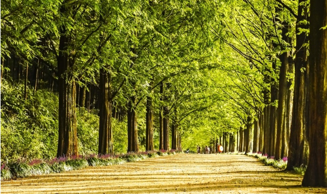 봄, 연인과 함께 떠나는 로맨틱 국내 여행지 추천
담양 메타세콰이아