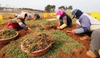 냉이 재배 가을 파종 월동 보온 봄 수확_31