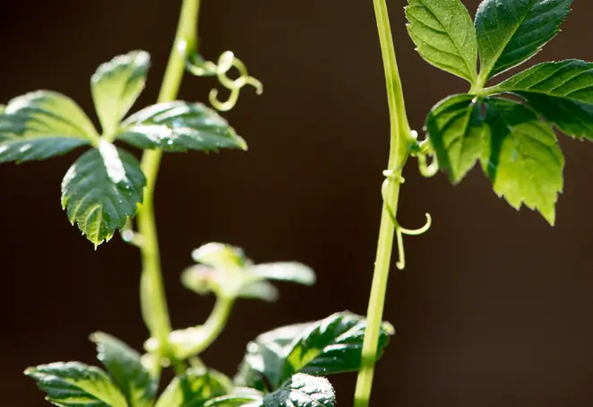 버닝올로지 디데이 원료 1