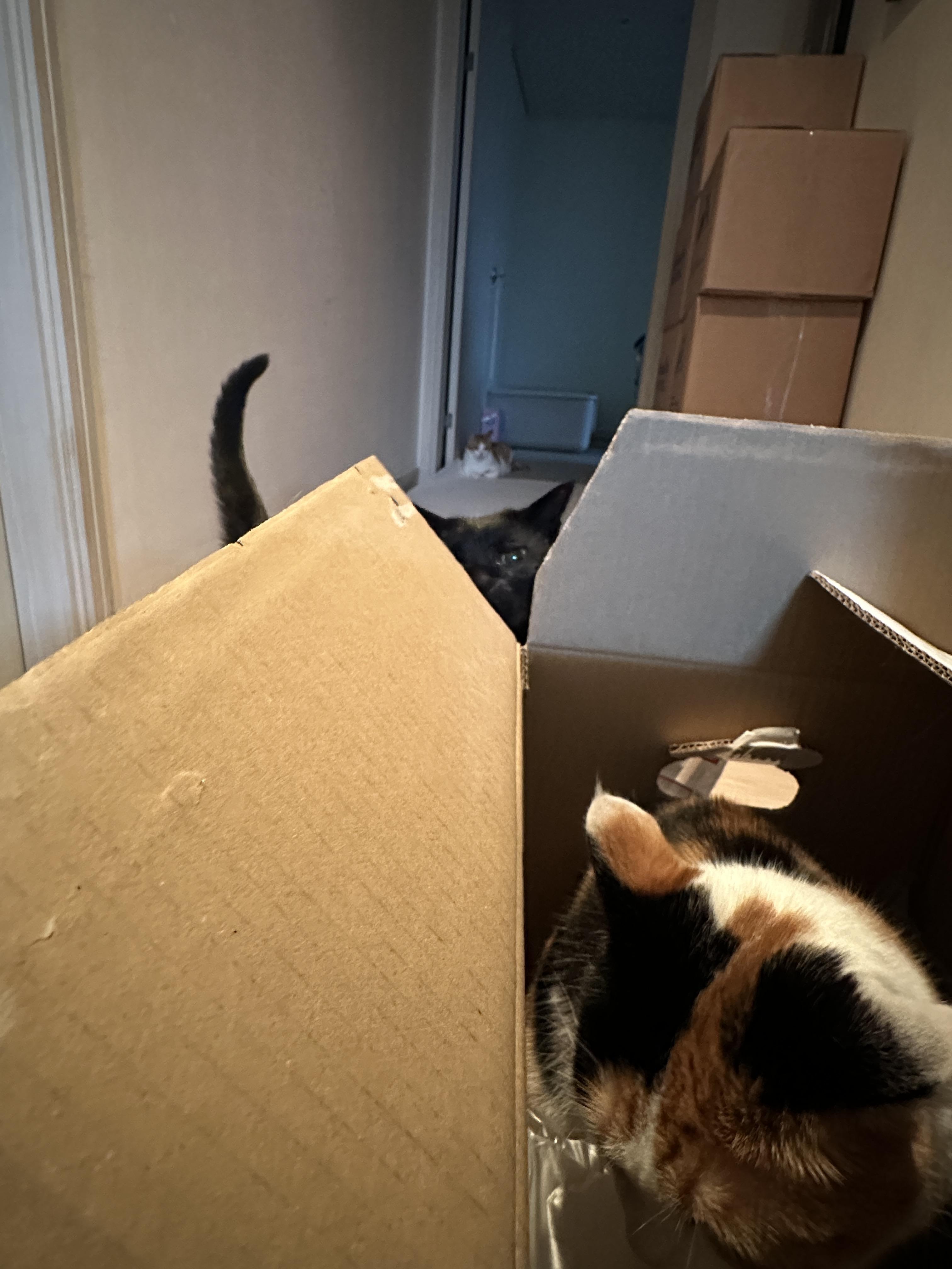 상자_속_요미와_상자에_들어가려_타이밍을_노리는_건이