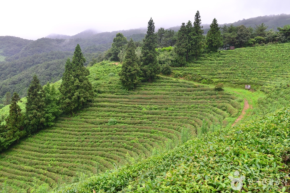 보성 가볼만한곳 베스트10