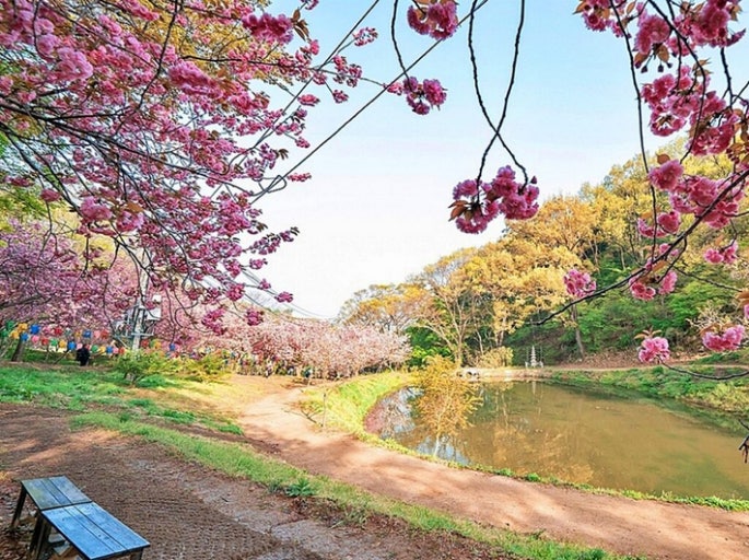 서산 문수사 겹벚꽃
