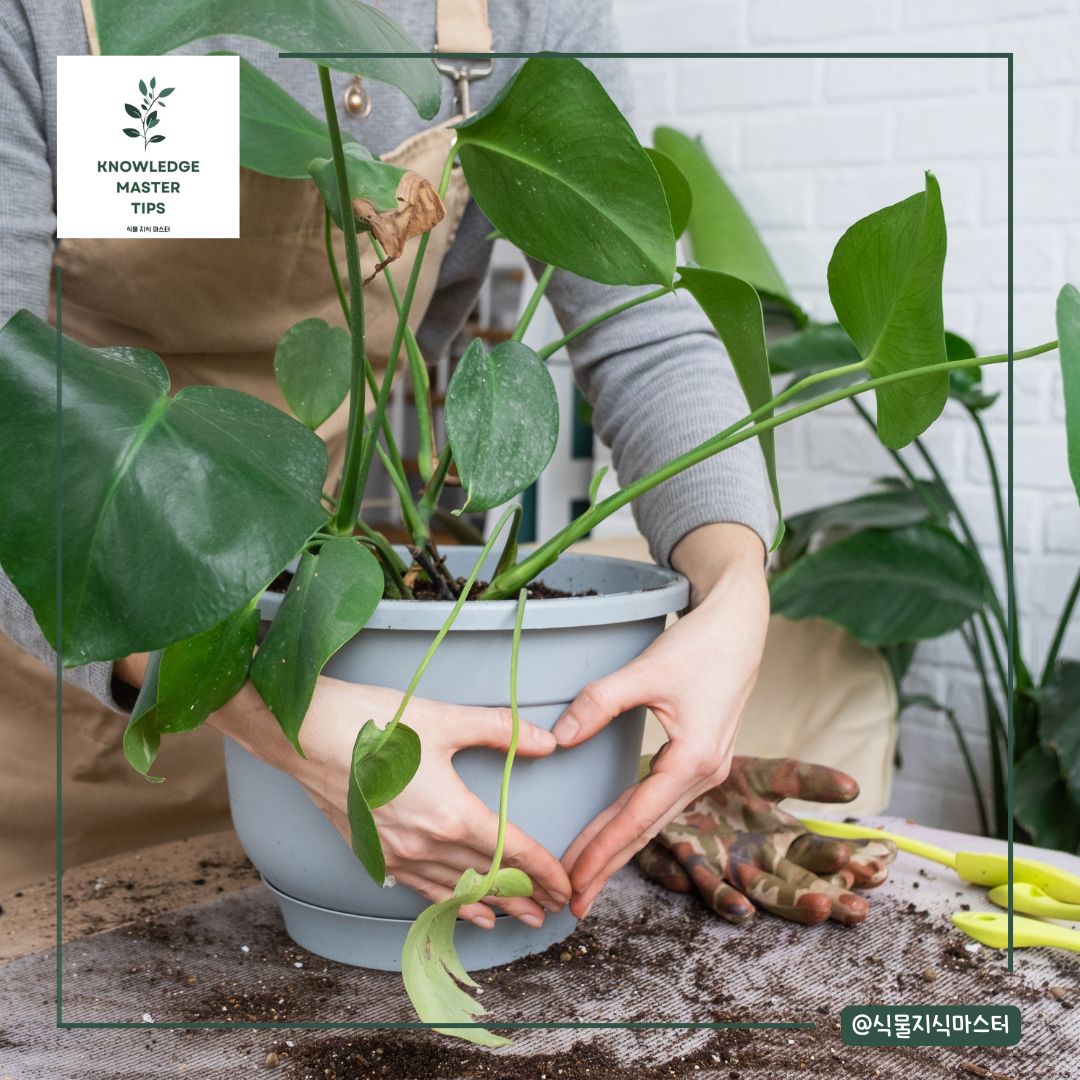 몬스테라 분갈이 단계별 과정