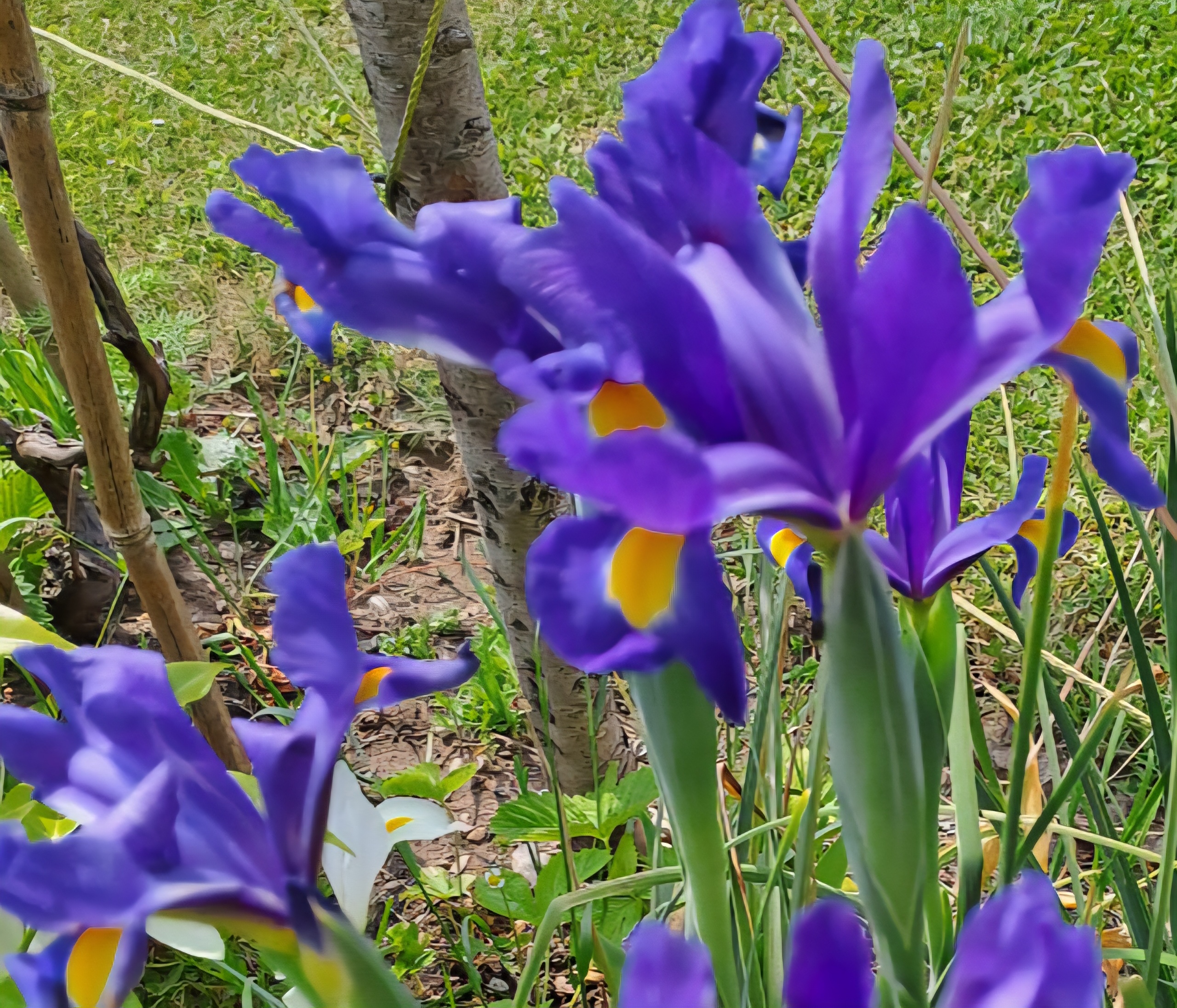 보랏빛 붓꽃이 활짝 핀 모습, 고요한 자연이 전해주는 감성 한 장면