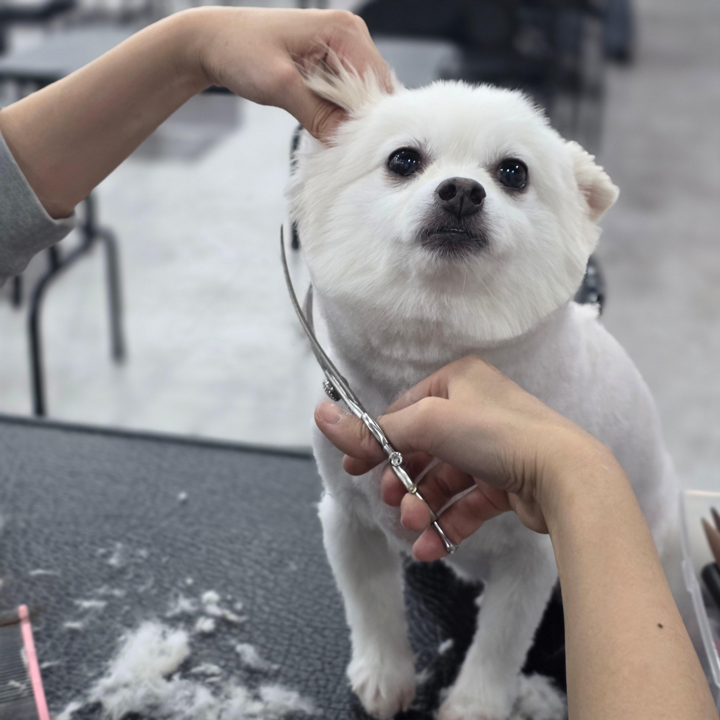 부산강아지미용학원