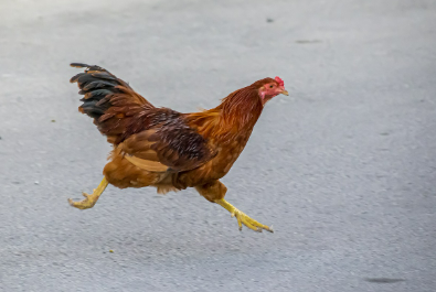 2025년 6월 닭띠 생년별 운세