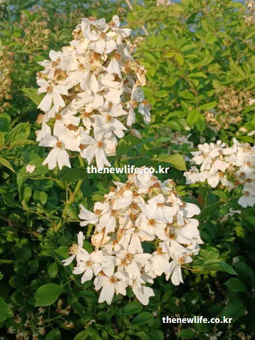 찔레꽃 효능 방법 차