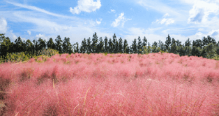 제주도 휴애리 자연생활공원 핑크뮬리 축제 9월 가을여행지 가볼만한 곳 감귤체험