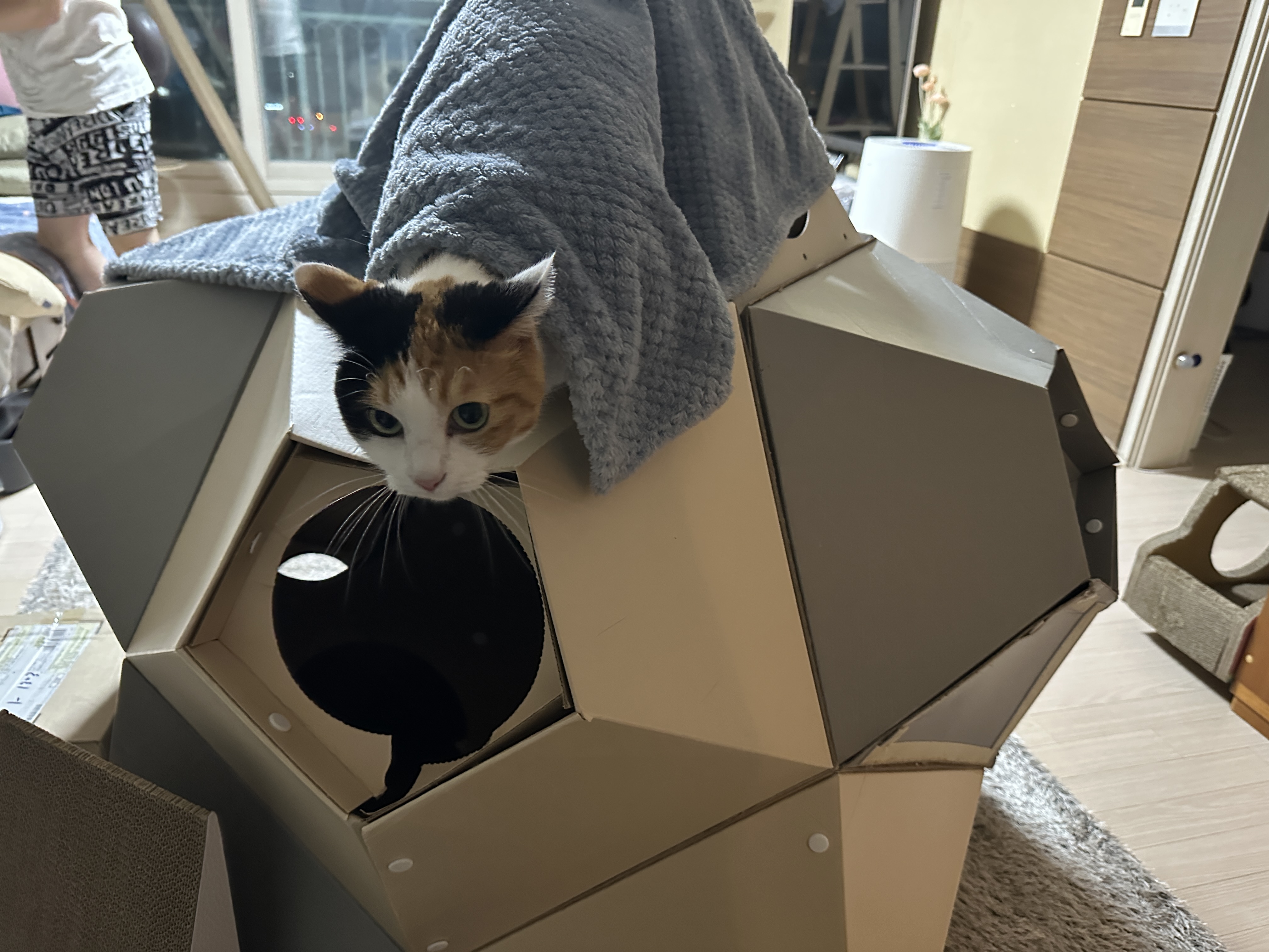 캣미로_위에서_어정쩡하게_서있는_삼색이