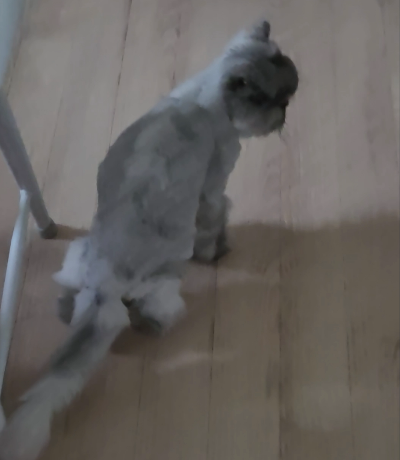 집사라면 꼭 알아야 할 고양이가 절뚝거리는 이유 무조건 병원가야하나?