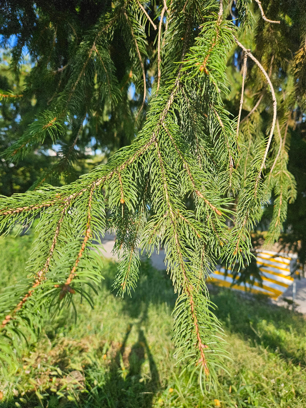 독일가문비 잎2