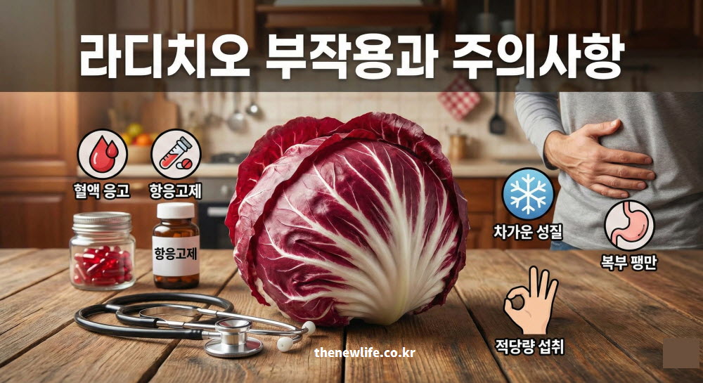 라디치오 효능 섭취 시 주의해야 할 항응고제 와파린 복용 환자 및 찬 성질 부작용 인포그래픽