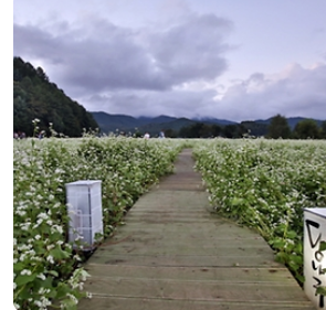 평창 효석문화제 자연과 예술의 만남