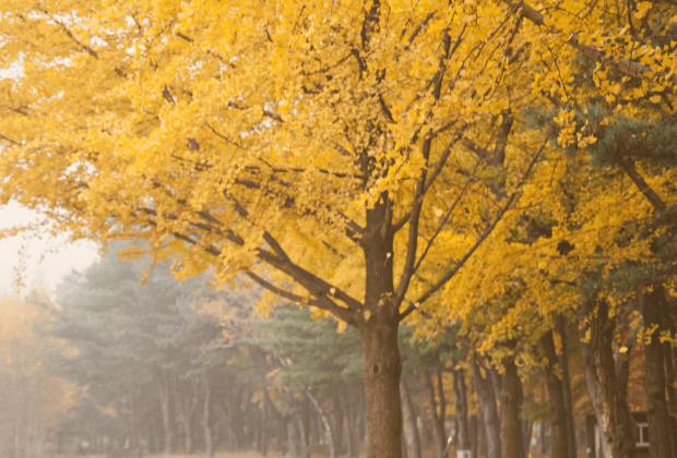 제주도-가을-단풍-은행나무