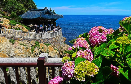 강원권 수국명소 추천 7곳&amp;#44; 여름 여행지로 꼭 가봐야 할 인생샷 스폿 총정리