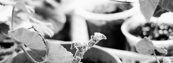 제라늄 키우기: 제라늄 가지치기 (가을, 봄 적절)